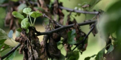 Zašto je lišće na stablu jabuke pocrnilo i šta učiniti